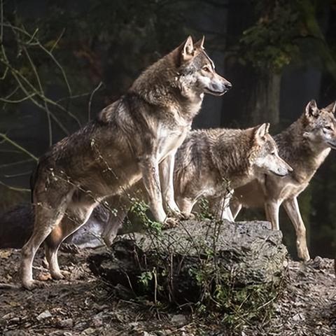 《饿狼传说群狼之城》季票1角色全揭秘! 《饿狼传说群狼之城》季票1角色全揭秘!